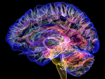 西欧黄色网大脑植入物有助于严重头部损伤恢复